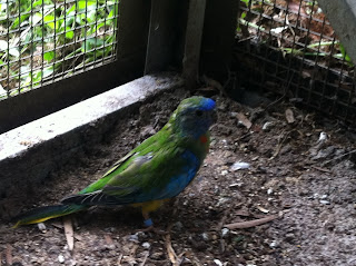Parrot Breeding: New Scarlet Chested Parrot